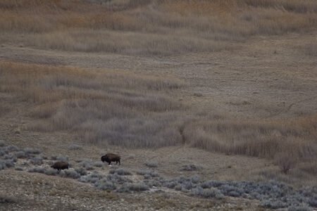 Antelope Island