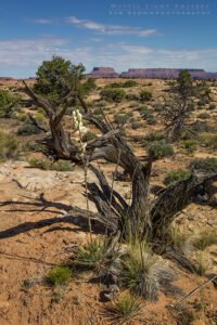 The Needles, Canyonlands NP