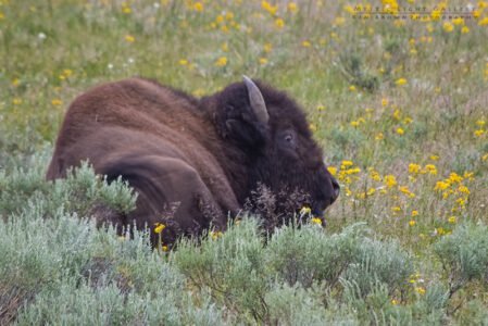 Yellowstone National Park