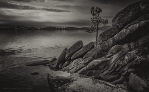 The Tree On The Rocks