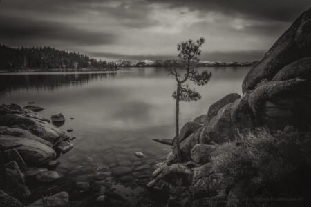 The Tree On The Rocks