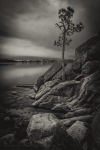 The Tree On The Rocks