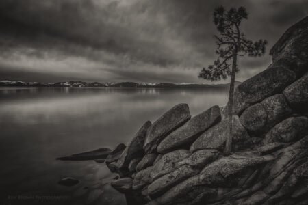 The Tree On The Rocks