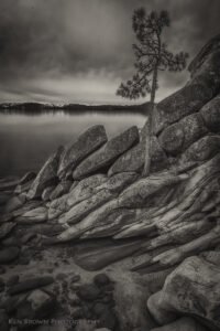 The Tree On The Rocks