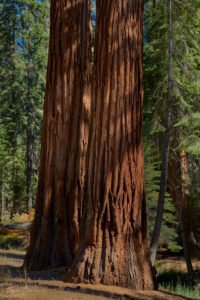 Yosemite National Park, California