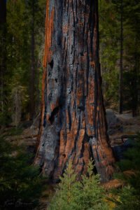 Yosemite National Park, California