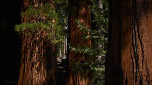 Yosemite National Park, California