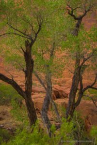 Coyote Gulch