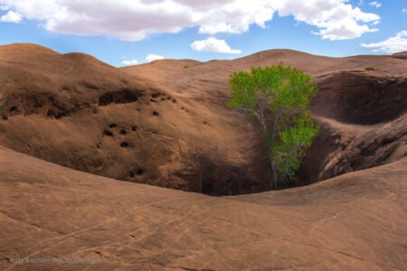 Coyote Gulch