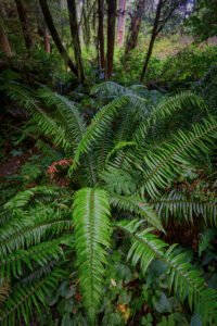 Short Sand Creek, Oregon
