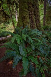 Short Sand Creek, Oregon