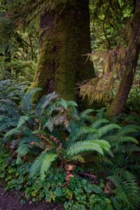 Short Sand Creek, Oregon