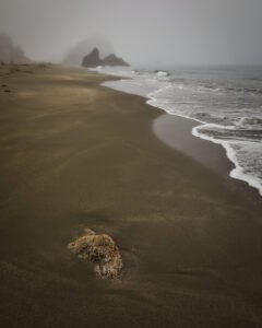 Harris Beach, Oregon