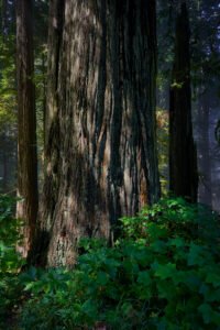 Redwoods National Park, California