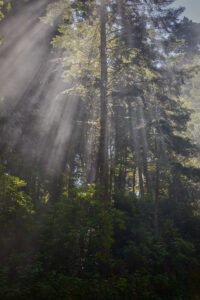Redwoods National Park, California