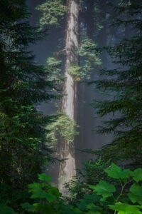 Redwoods National Park, California