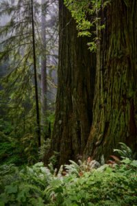 Redwoods National Park, California