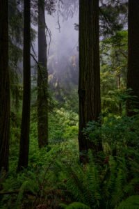 Redwoods National Park, California