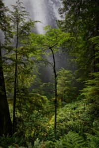 Redwoods National Park, California