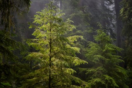 Redwoods National Park, California
