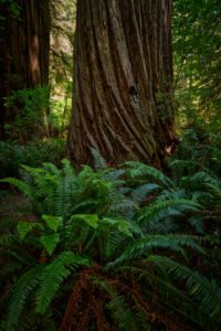 Redwoods National Park, California