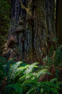 Redwoods National Park, California
