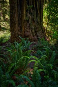 Redwoods National Park, California