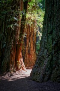Redwoods National Park, California