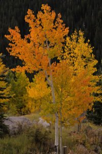 Kebler Pass, Colorado