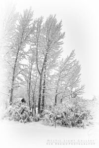 Winter Solstice
