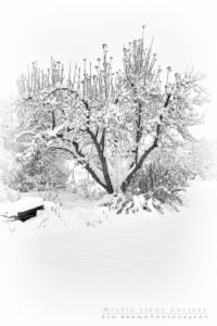 Winter Solstice