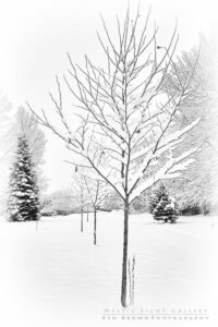 Winter Solstice