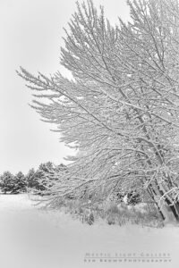 Winter Solstice