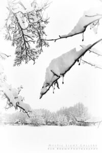 Winter Solstice