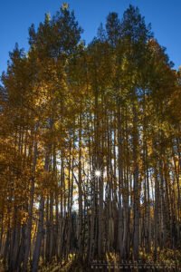 Autumn In Colorado