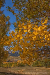 Autumn In Colorado