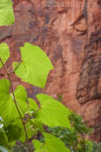 Zion National Park