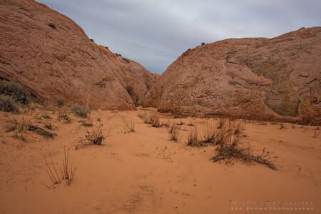 Zebra Slot