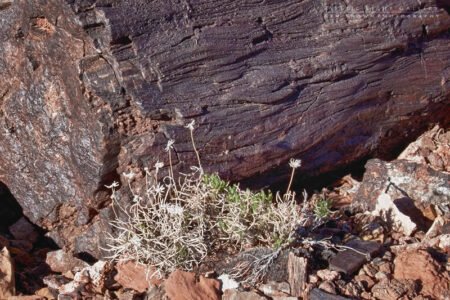 Wolverine Canyon