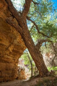 Eardley Canyon