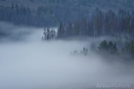 Trees InThe Fog
