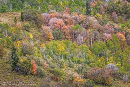 Utah Autumn