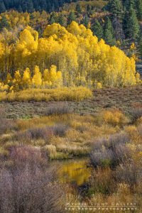 Utah Autumn