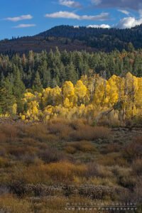 Utah Autumn