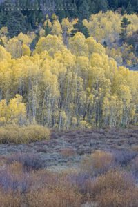 Utah Autumn