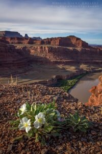 White Rim