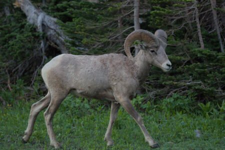 Glacier National Park, MT