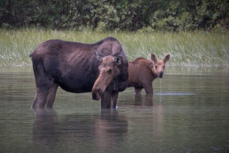 Glacier National Park, MT