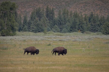 Grand Teton National Park, WY