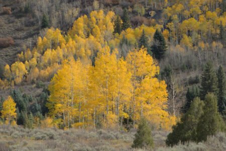 Elk Mountains, Colorado